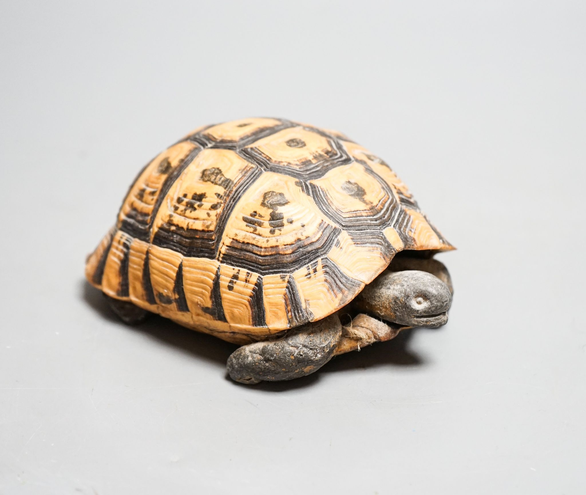 A tortoise carapace inkwell, 14cm